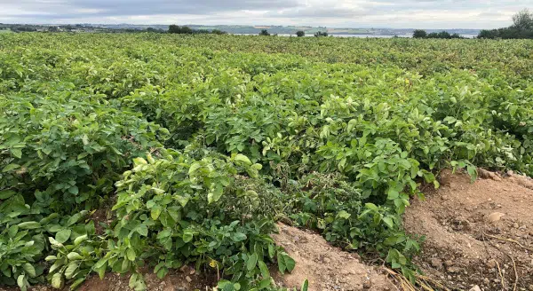 Champs de pommes de terre en Irlande